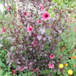 African Rose Cranberry Hibiscus Live Plant - Edible Leaves, Vibrant Foliage - Image 5