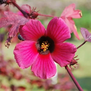 African Rose Cranberry Hibiscus Live Plant - Edible Leaves, Vibrant Foliage - Image 6