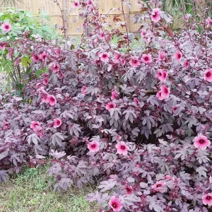 African Rose Cranberry Hibiscus Live Plant - Edible Leaves, Vibrant Foliage - Image 7