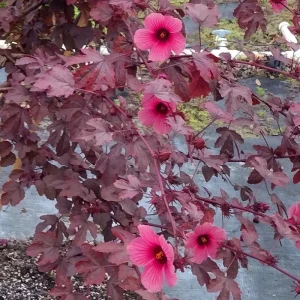 African Rose Cranberry Hibiscus Live Plant - Edible Leaves, Vibrant Foliage - Image 1