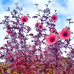 African Rose Cranberry Hibiscus Live Plant - Edible Leaves, Vibrant Foliage - Image 8