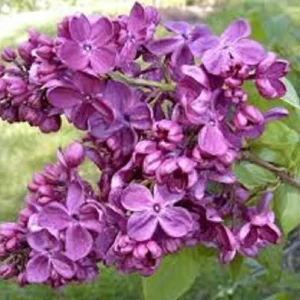 Agincourt Beauty Lilac Live Plant - Fragrant Purple Shrub - 6-10 Inch Starter - Image 1