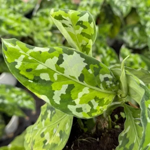 Aglaonema Pictum Tricolor Live Plant - Rare Camouflage Houseplant in 4 inch Pot - Image 3