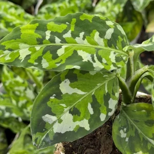 Aglaonema Pictum Tricolor Live Plant - Rare Camouflage Houseplant in 4 inch Pot - Image 1