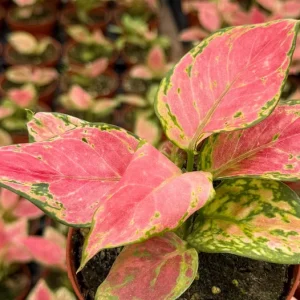 Aglaonema Ruby Ray Live Plant - 4 inch Pot Tropical Houseplant for Indoor Decor - Image 2