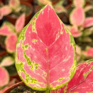 Aglaonema Ruby Ray Live Plant - 4 inch Pot Tropical Houseplant for Indoor Decor - Image 3