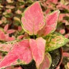 Aglaonema Ruby Ray Live Plant - 4 inch Pot Tropical Houseplant for Indoor Decor - Image 1