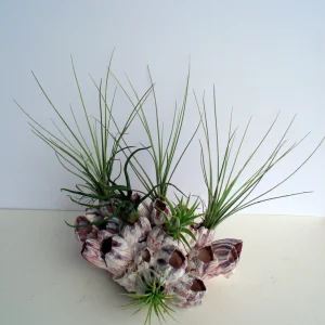 Air Plant Barnacle Planter – Live Tillandsia – Indoor Decor – 7-9 Inch - Image 2