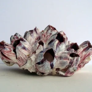 Air Plant Barnacle Planter – Live Tillandsia – Indoor Decor – 7-9 Inch - Image 4