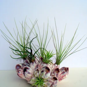 Air Plant Barnacle Planter – Live Tillandsia – Indoor Decor – 7-9 Inch - Image 1