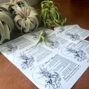 Air Plant Care Sheet Digital Download - Printable Tillandsia Care Guide PDF - Image 1