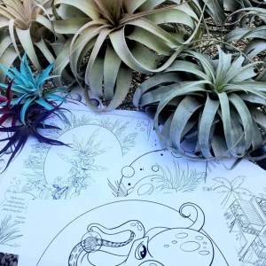 Air Plant Educational Coloring Sheets - Set of 10 Digital Download Tillandsia - Image 2