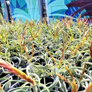 Air Plant Fertilizer Liquid Food for Tillandsia - 2oz Concentrated Formula - Image 3