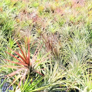 Air Plant Fertilizer Liquid Food for Tillandsia - 2oz Concentrated Formula - Image 4