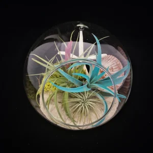 Air Plant Glass Terrarium Kit - Live Tillandsia, Bubble Vase, 5.5"x5.9" Tabletop Decor - Image 2