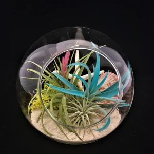 Air Plant Glass Terrarium Kit - Live Tillandsia, Bubble Vase, 5.5"x5.9" Tabletop Decor - Image 1