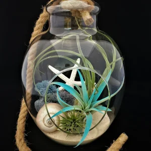 Air Plant Glass Terrarium with Rope - Fully Assembled Live Air Plants for Hanging or Tabletop Display, 11 inch - Image 2