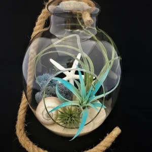 Air Plant Glass Terrarium with Rope - Fully Assembled Live Air Plants for Hanging or Tabletop Display, 11 inch - Image 3
