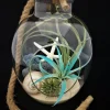Air Plant Glass Terrarium with Rope - Fully Assembled Live Air Plants for Hanging or Tabletop Display, 11 inch - Image 1