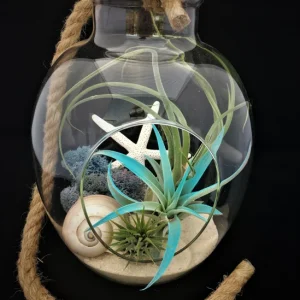 Air Plant Glass Terrarium with Rope - Fully Assembled Live Air Plants for Hanging or Tabletop Display, 11 inch - Image 1
