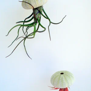 Air Plant Hanging Sea Urchin Planter Kit - Set of 3 Live Tillandsia - Image 2