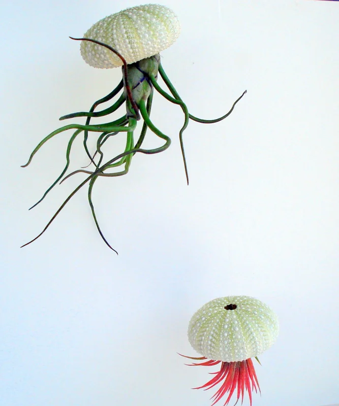 Air Plant Hanging Sea Urchin Planter Kit - Set of 3 Live Tillandsia - Image 2