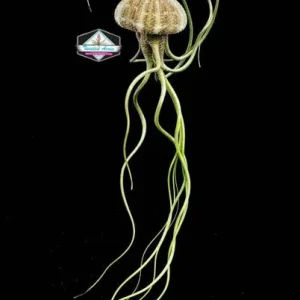 Air Plant Hanging Sea Urchin Planter Kit - Set of 3 Live Tillandsia - Image 3