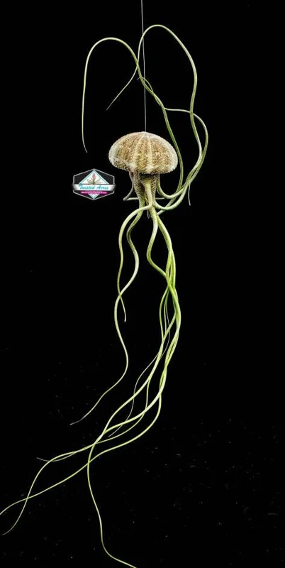 Air Plant Hanging Sea Urchin Planter Kit - Set of 3 Live Tillandsia - Image 3