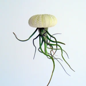 Air Plant Hanging Sea Urchin Planter Kit - Set of 3 Live Tillandsia - Image 4
