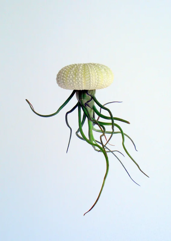 Air Plant Hanging Sea Urchin Planter Kit - Set of 3 Live Tillandsia - Image 4