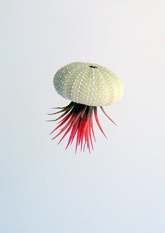 Air Plant Hanging Sea Urchin Planter Kit - Set of 3 Live Tillandsia - Image 5
