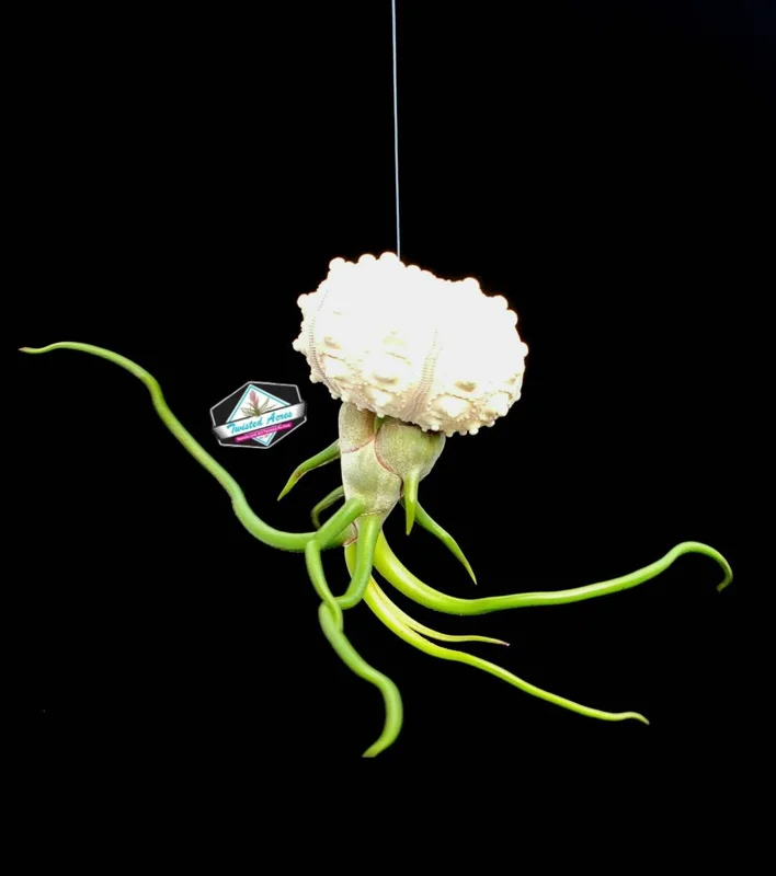 Air Plant Hanging Sea Urchin Planter Kit - Set of 3 Live Tillandsia - Image 6