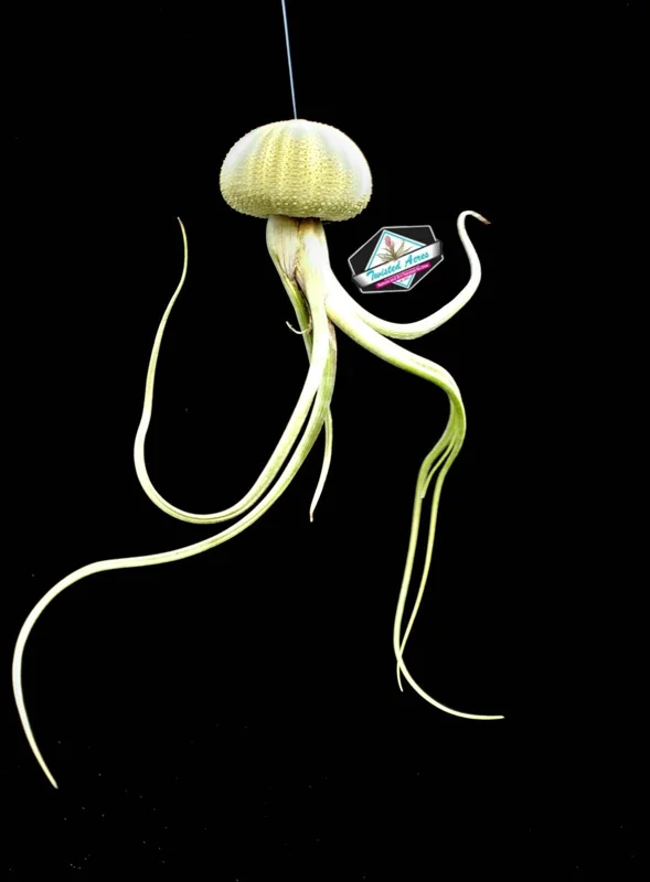 Air Plant Hanging Sea Urchin Planter Kit - Set of 3 Live Tillandsia - Image 7