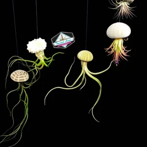 Air Plant Hanging Sea Urchin Planter Kit - Set of 3 Live Tillandsia - Image 1