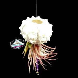 Air Plant Hanging Sea Urchin Planter Kit - Set of 3 Live Tillandsia - Image 9