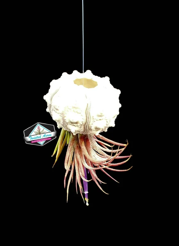 Air Plant Hanging Sea Urchin Planter Kit - Set of 3 Live Tillandsia - Image 9