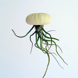 Air Plant Hanging Set with 3 Sea Urchin Shells & Live Tillandsia Plants, Fully Assembled Indoor Decor - Image 2