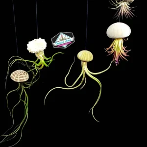 Air Plant Hanging Set with 3 Sea Urchin Shells & Live Tillandsia Plants, Fully Assembled Indoor Decor - Image 1