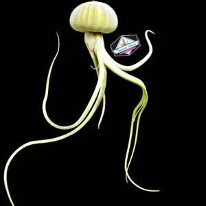 Air Plant Hanging Set with 3 Sea Urchin Shells & Live Tillandsia Plants, Fully Assembled Indoor Decor - Image 7