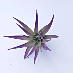 Air Plant in Black Murex Seashell - Live Tillandsia for Tabletop or Hanging Display, Indoor - Image 3