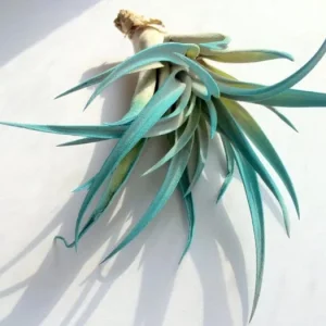 Air Plant in Black Murex Seashell - Live Tillandsia for Tabletop or Hanging Display, Indoor - Image 4