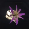 Air Plant in Black Murex Seashell - Live Tillandsia for Tabletop or Hanging Display, Indoor - Image 1