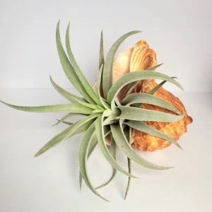 Air Plant in Rapana Sea Shell - Live Tillandsia, Low Maintenance Indoor Plant, 4-5 inch - Image 2