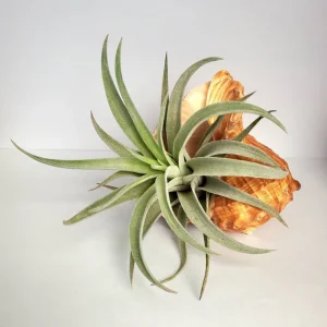Air Plant in Rapana Sea Shell - Live Tillandsia, Low Maintenance Indoor Plant, 4-5 inch - Image 3