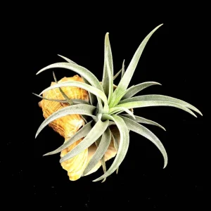 Air Plant in Rapana Sea Shell - Live Tillandsia, Low Maintenance Indoor Plant, 4-5 inch - Image 1