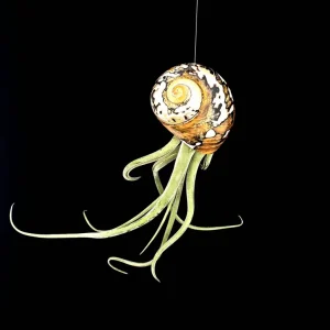Air Plant in Seashell - Live Tillandsia Plant Decor, 5-8 Inch Tall, Low Maintenance - Image 2