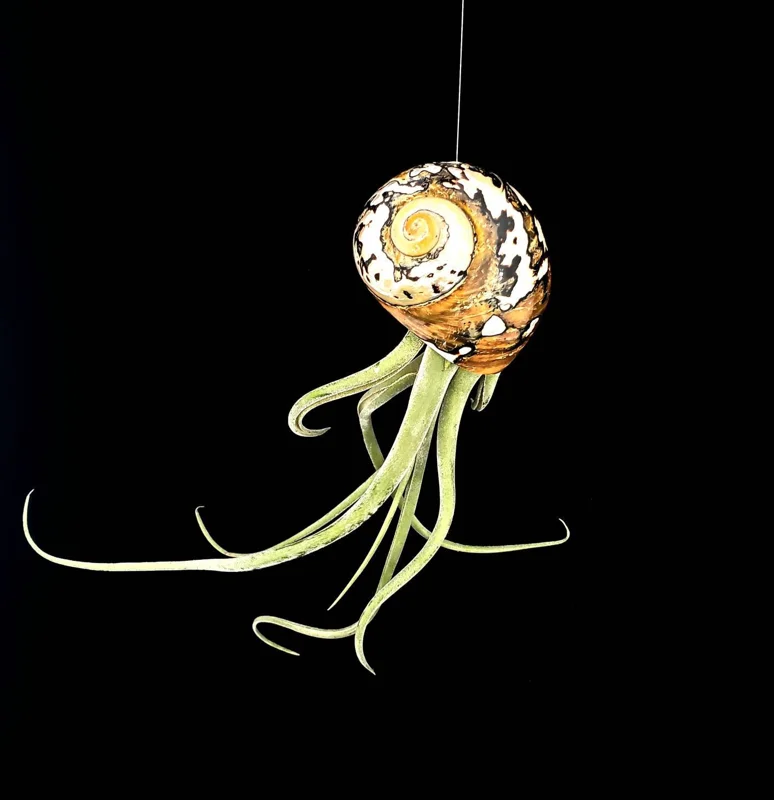 Air Plant in Seashell - Live Tillandsia Plant Decor, 5-8 Inch Tall, Low Maintenance - Image 2