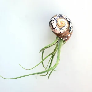 Air Plant in Seashell - Live Tillandsia Plant Decor, 5-8 Inch Tall, Low Maintenance - Image 3