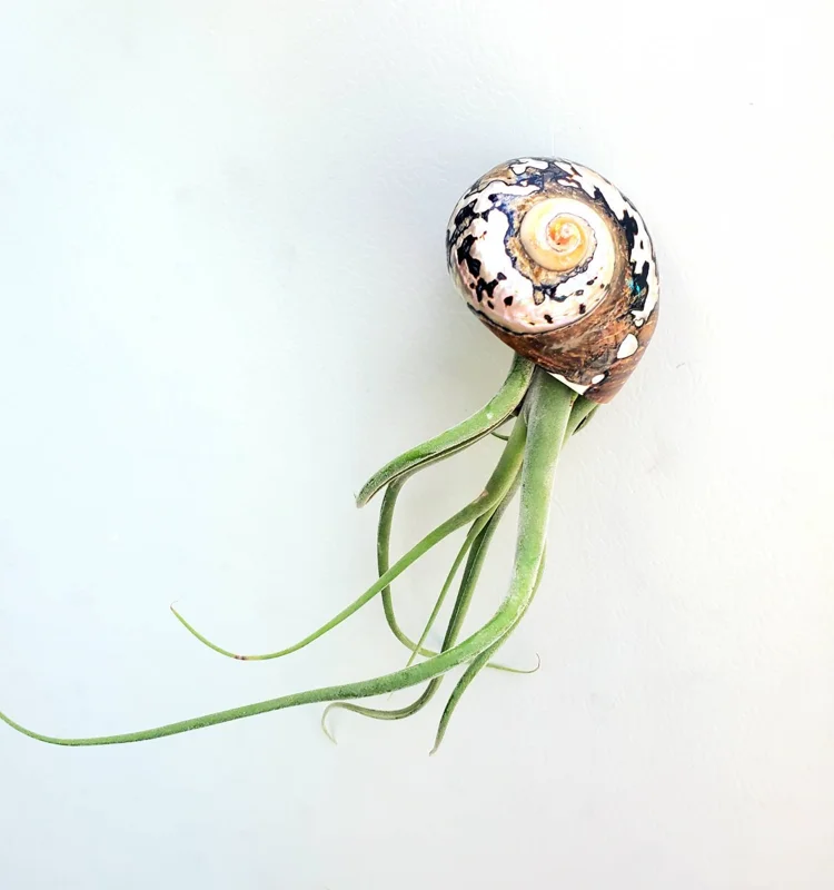 Air Plant in Seashell - Live Tillandsia Plant Decor, 5-8 Inch Tall, Low Maintenance - Image 3