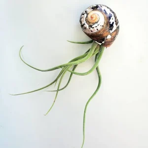 Air Plant in Seashell - Live Tillandsia Plant Decor, 5-8 Inch Tall, Low Maintenance - Image 1